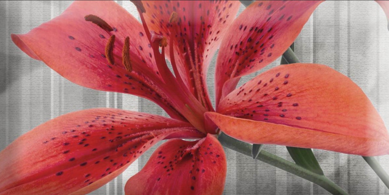 Monocolor Mix Flowers Rbw 7.5X15 глянцевая