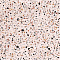 Neutron Стар 60x60