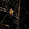 Black Gold Polished 60x120