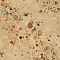 Ceramica Fioranese I COCCI SICILIANI Naturale 60,4x60,4